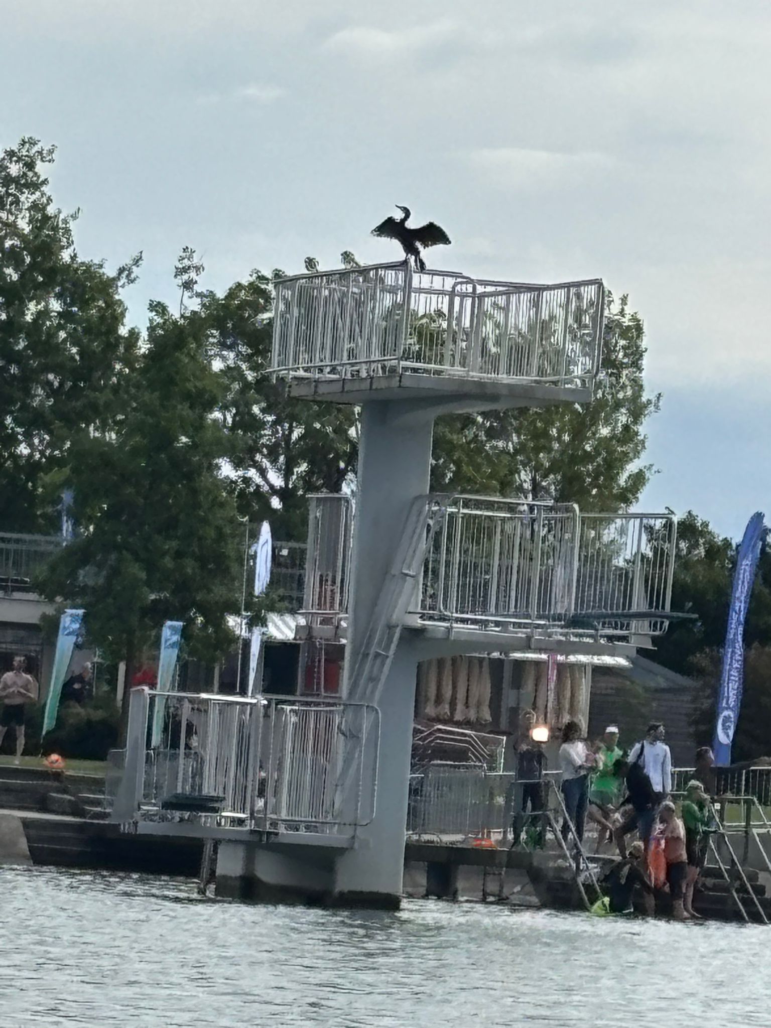 Greifenseeschwimmen Bild 23